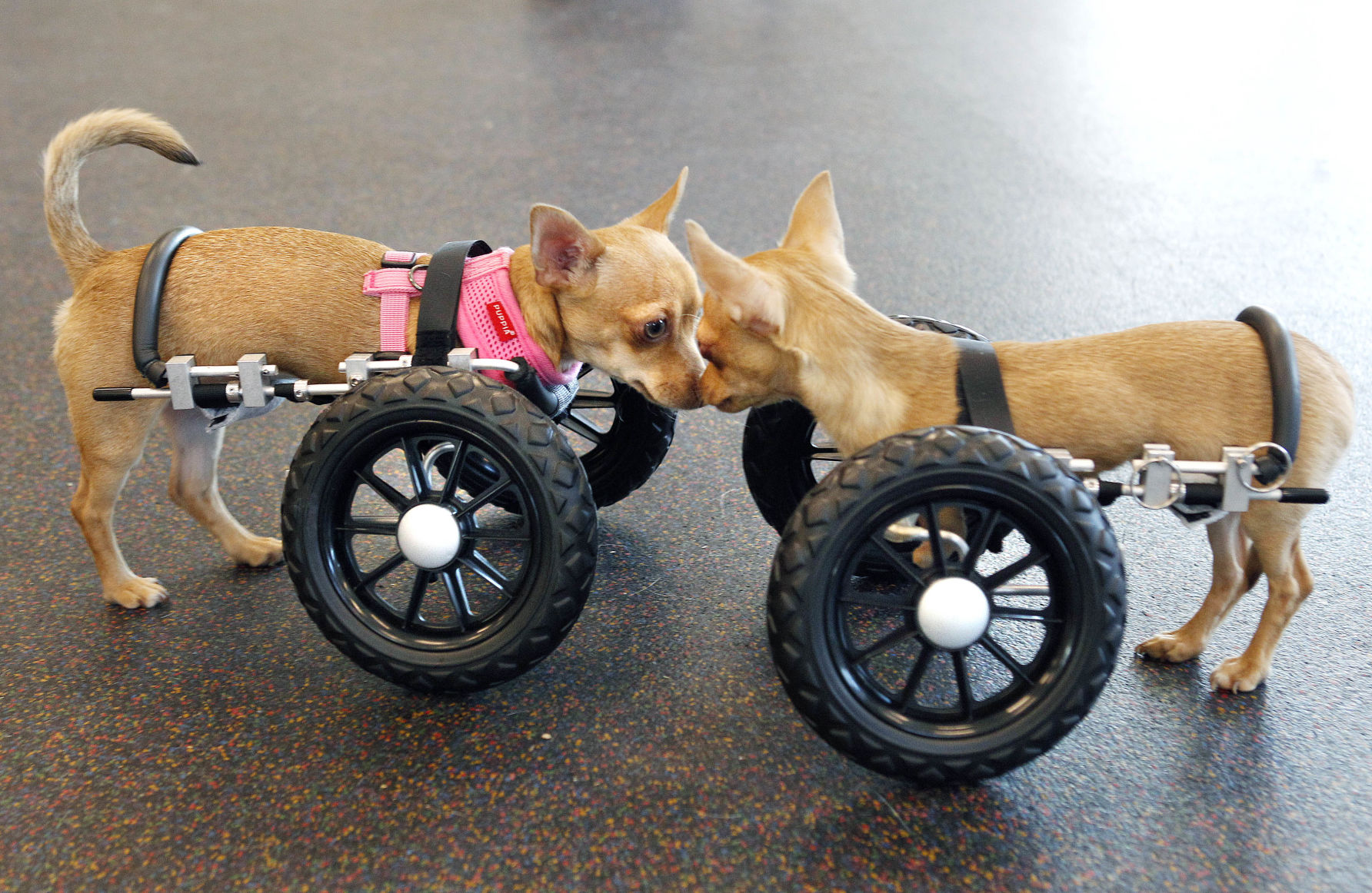 Chihuahuas on Wheels